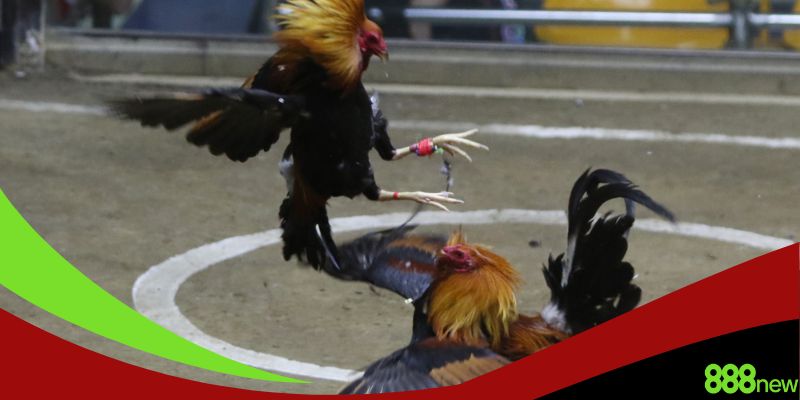 Cách lựa chọn nhà cái chơi an toàn và hiệu quả