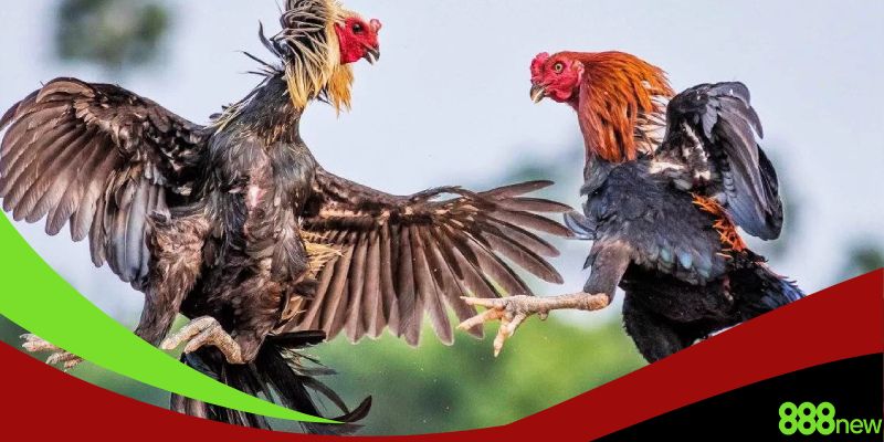 Những kinh nghiệm xem gà